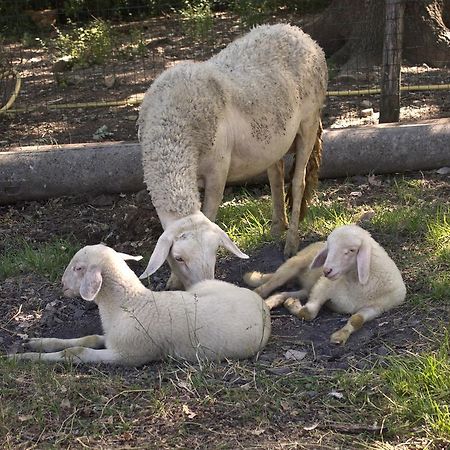 Agriturismo Massoserpente Willa Barberino di Mugello Zewnętrze zdjęcie