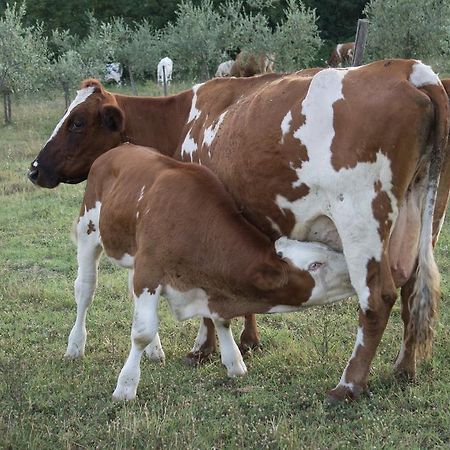 Agriturismo Massoserpente Willa Barberino di Mugello Zewnętrze zdjęcie